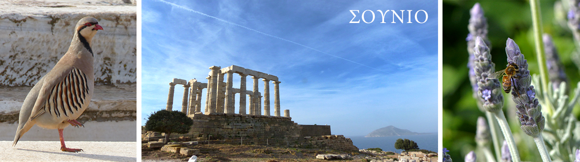 Cape Sounion Attica Greece Panteion Uni